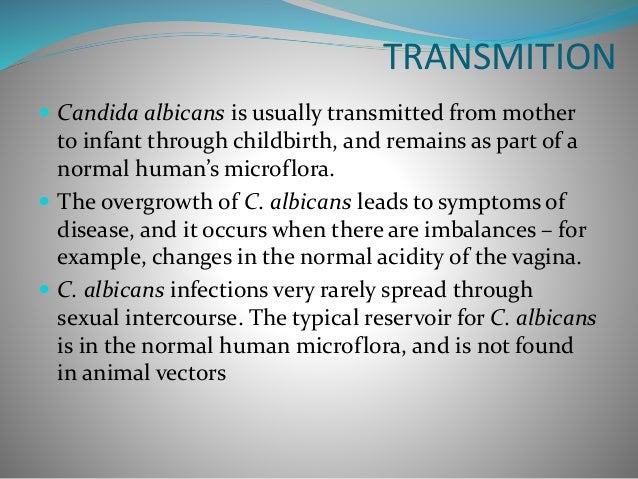 candida albicans definition